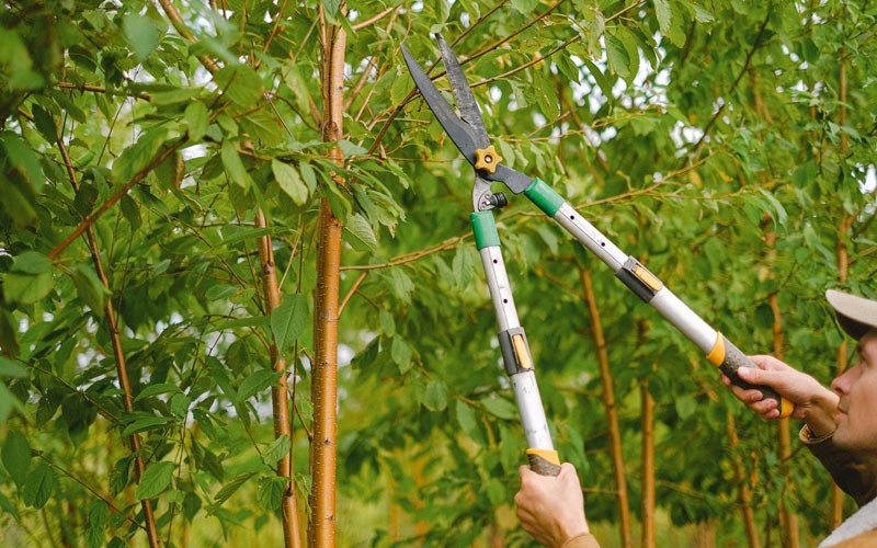 Tree trimming in Westlake Village, CA